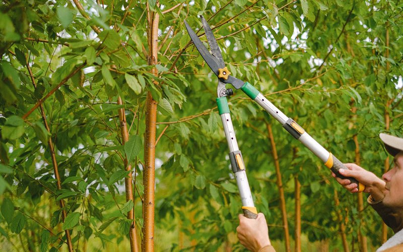 Tree trimming in Sanborn, ND